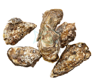 Ostrygi Francuskie NO. 1 - EXTRA - świeże / 12szt. opak. /