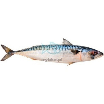 Makrela cała patroszona bez głowy świeża / 1000 g