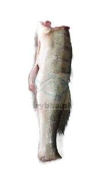 Sandacz świeży bez głowy / 1000 g