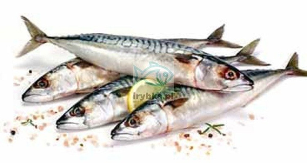 Makrela cała patroszona bez głowy świeża / 1000 g