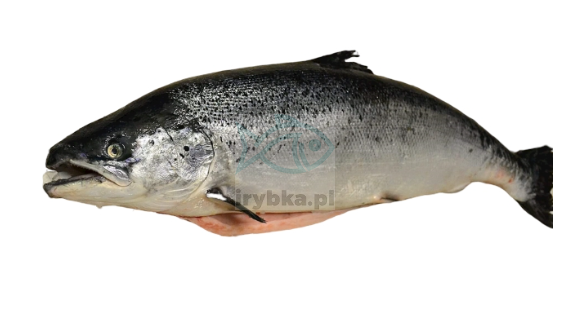 Łosoś świeży cały - patroszony / dziki / - 4-5 kg/szt.