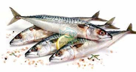 Makrela cała patroszona bez głowy świeża / 1000 g