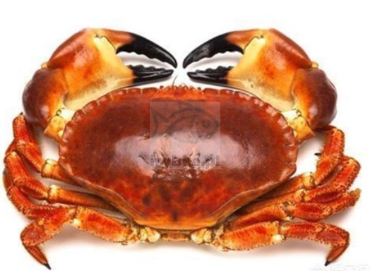 Krab Kieszeniec cały - rozm. 1000+ / świeży /