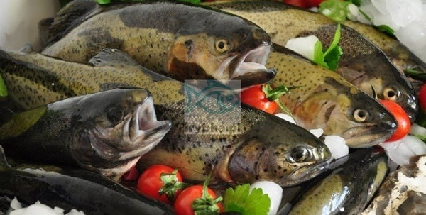 Pstrąg świeży patroszony z głową / 500 g