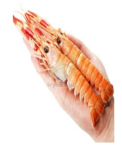 Langustynka - 13-16 - 1kg / 25% glazury /