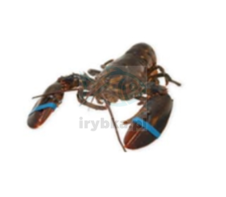 Homar Kanadyjski cały - rozm. 400-500 / mrożony /