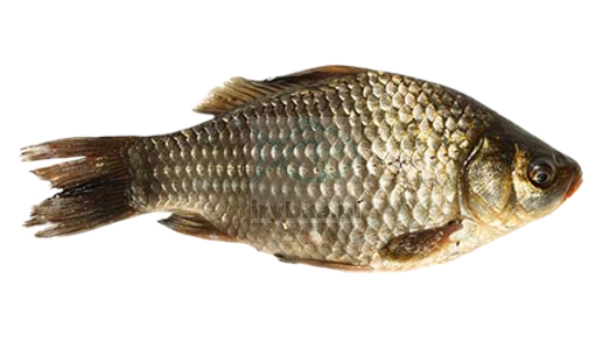 Karaś świeży z głową - patroszony