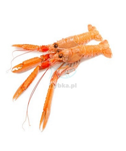 Langustynka - 31-40 1kg / 25% glazury /