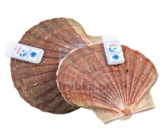 Małże Św. Jakuba (Przegrzebki) całe / szt. 3-6 kg - świeże /