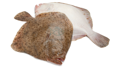 Turbot mrożony / 1000g