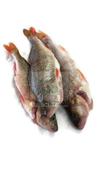 Okoń wypatroszony z głową świeży / 500 g