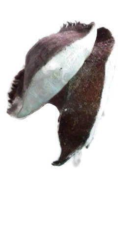 Halibut dzwonko mrożony / 300 g