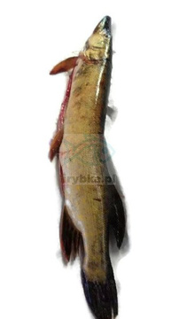 Szczupak patroszony świeży / 1000 g