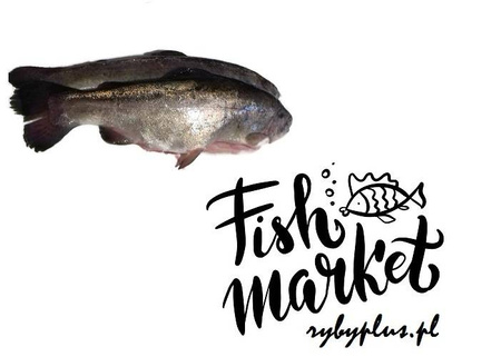 Pstrąg świeży patroszony z głową / 500 g