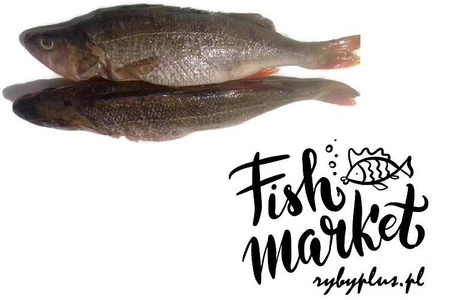 Okoń wypatroszony z głową świeży / 500 g