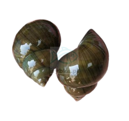 Ślimak Pobrzeżek - świeże