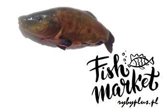 Lin patroszony świeży / 1000 g