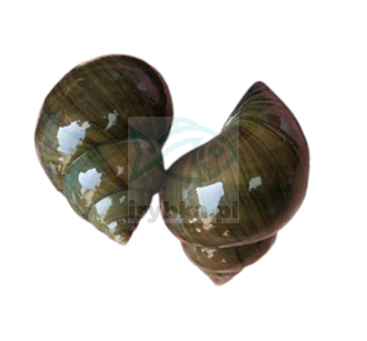 Ślimak Pobrzeżek - świeże