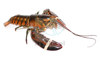 Homar Kanadyjski cały - rozm. 800-900/ świeży /