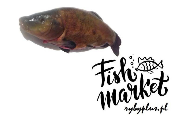 Lin patroszony świeży / 1000 g