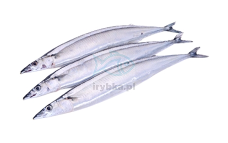 Belona cała - świeża Bałtycka 