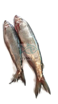 Sielawa świeża patroszona z głową / 1000 g