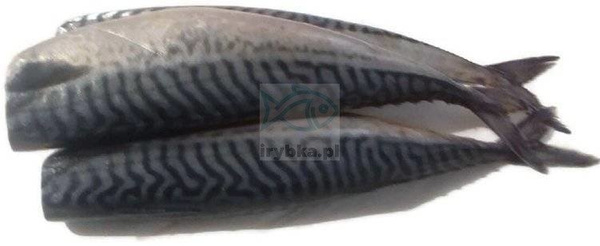 Makrela cała patroszona bez głowy świeża / 1000 g
