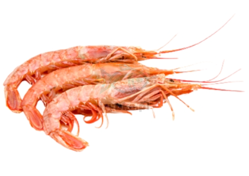 Krewetka Argentyńska L1
