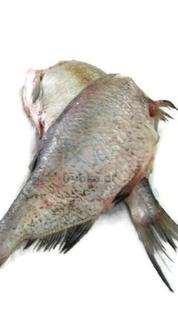 Leszcz patroszony bez głowy świeży / 1300 g