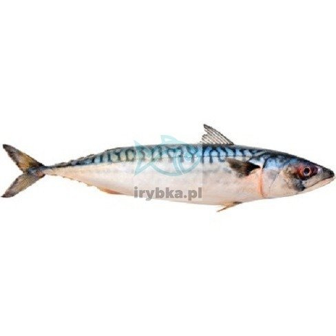 Makrela cała patroszona bez głowy świeża / 1000 g