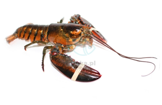 Homar Kanadyjski cały - rozm. 800-900/ świeży /