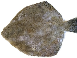Turbot mrożony / 1000g