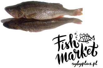 Okoń wypatroszony z głową świeży / 500 g