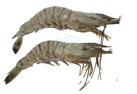 Krewetki Black Tiger całe w pancerzu - /16-20 szt./kg - 25% glazury