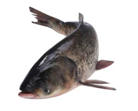 Tołpyga świeża z głową - patroszona / 2kg -3kg / szt.