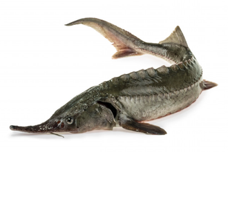 Jesiotr syberyjski świeży - wypatroszony z głową / z hodowli Polskiej