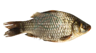 Karaś świeży z głową - patroszony