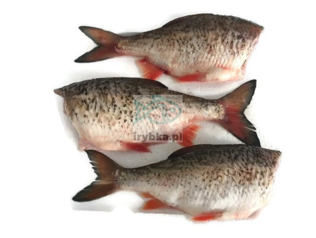 Płoć patroszona świeża / 500 g