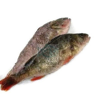 Okoń wypatroszony z głową świeży / 500 g