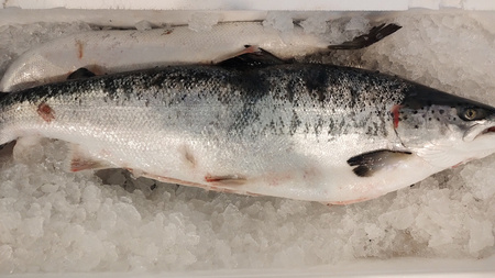 Łosoś świeży cały - patroszony / dziki / - 4-5 kg/szt.