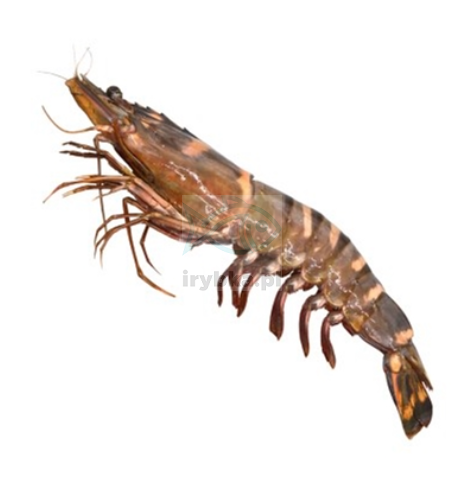 Krewetki Black Tiger całe w pancerzu - /8-12 szt./kg - 25% glazury