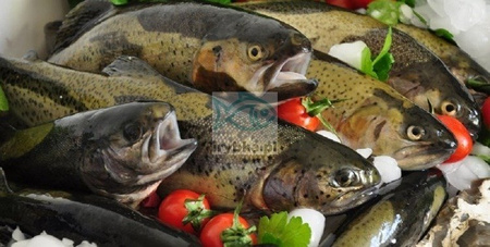 Pstrąg świeży patroszony z głową / 500 g